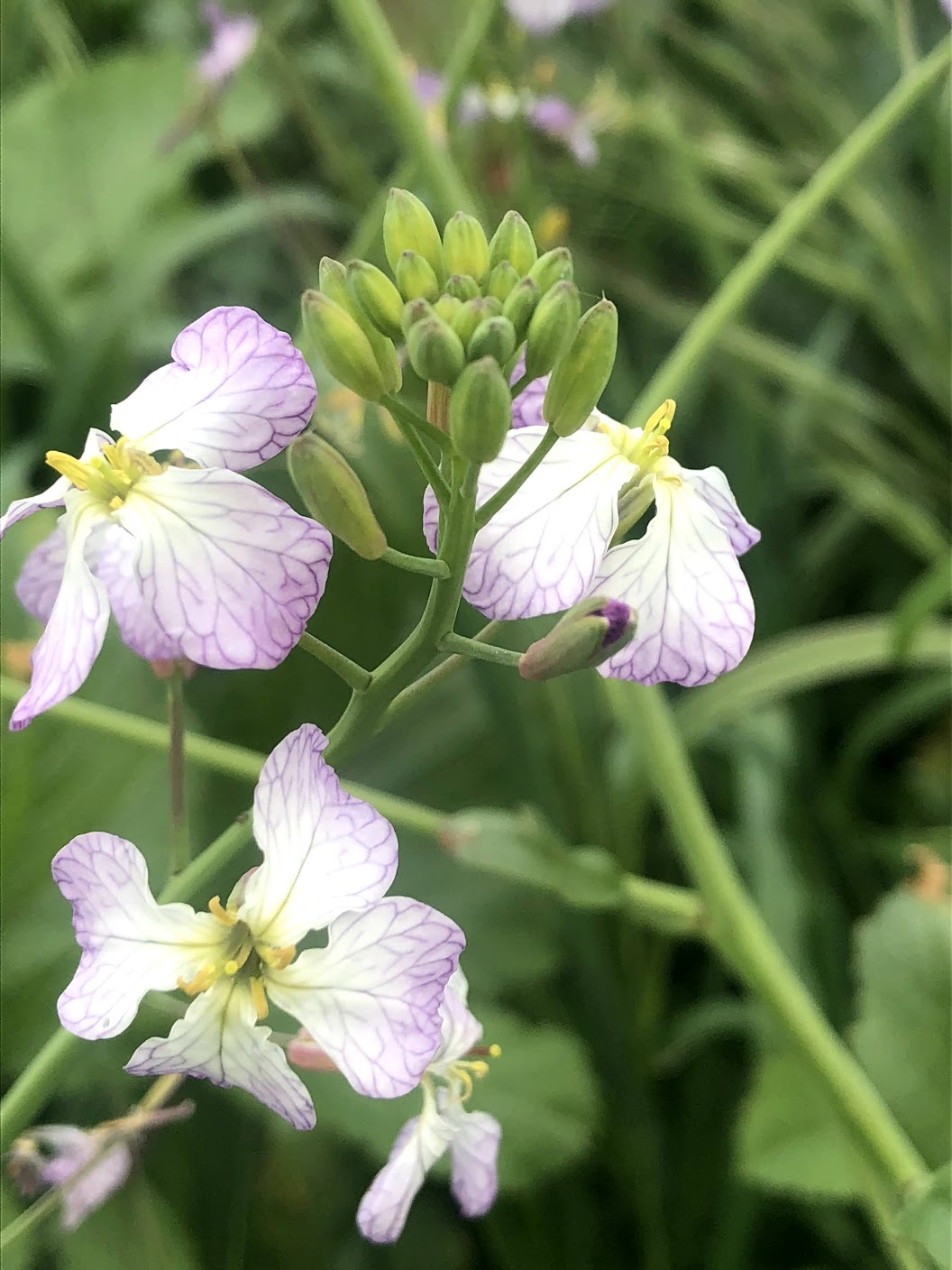 Wild Radish Flower and Leaves